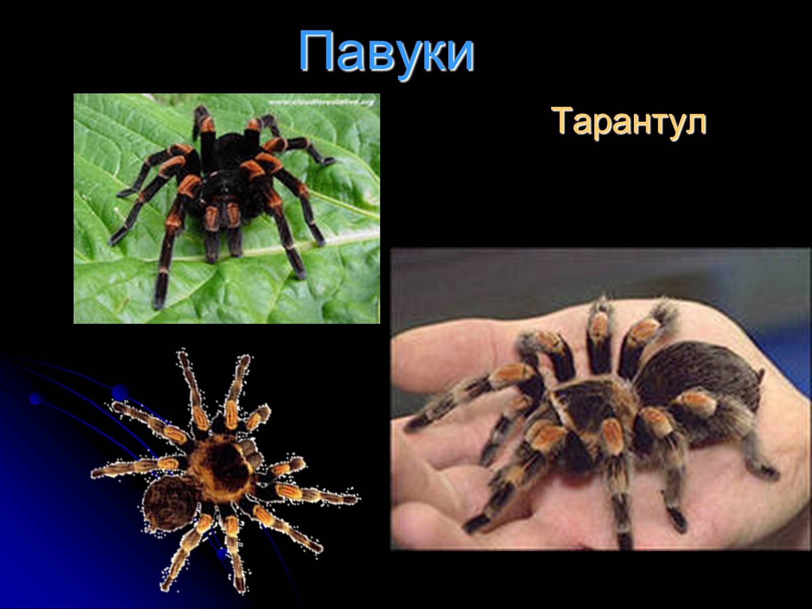 Презентація на тему «Павукоподібні (Arachnida)» - Слайд #5 Презентація на тему «Павукоподібні (Arachnida)» - Слайд #5