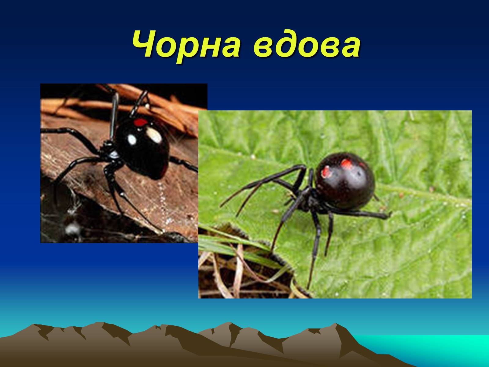 Презентація на тему «Павукоподібні (Arachnida)» - Слайд #6 Презентація на тему «Павукоподібні (Arachnida)» - Слайд #6