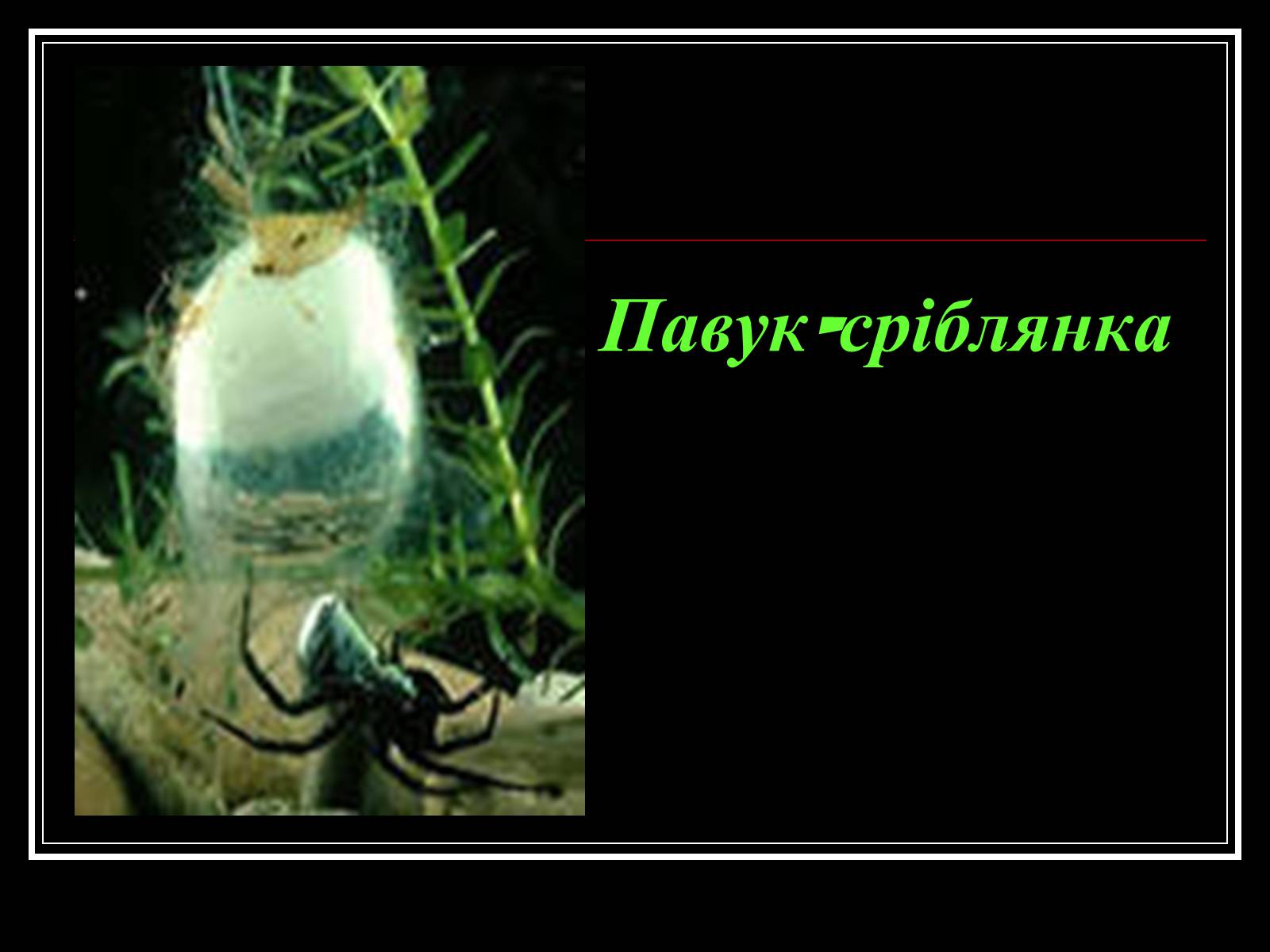 Презентація на тему «Павукоподібні (Arachnida)» - Слайд #7 Презентація на тему «Павукоподібні (Arachnida)» - Слайд #7