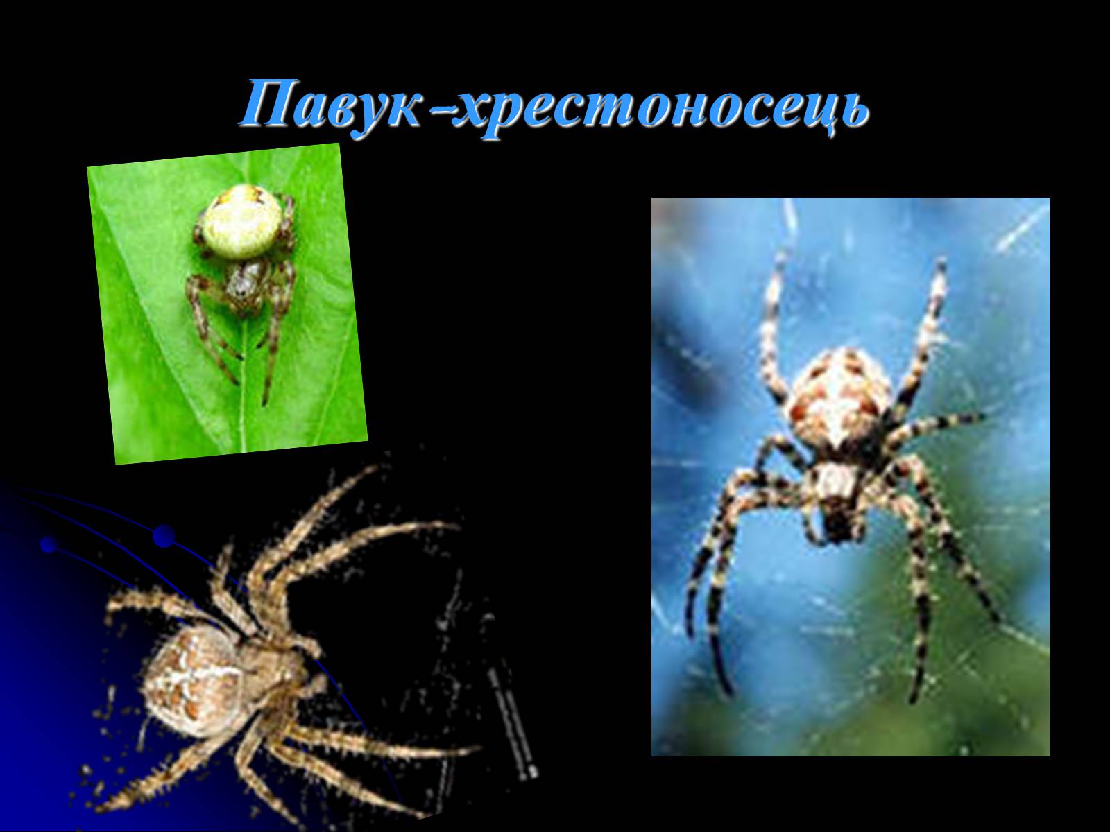 Презентація на тему «Павукоподібні (Arachnida)» - Слайд #8 Презентація на тему «Павукоподібні (Arachnida)» - Слайд #8