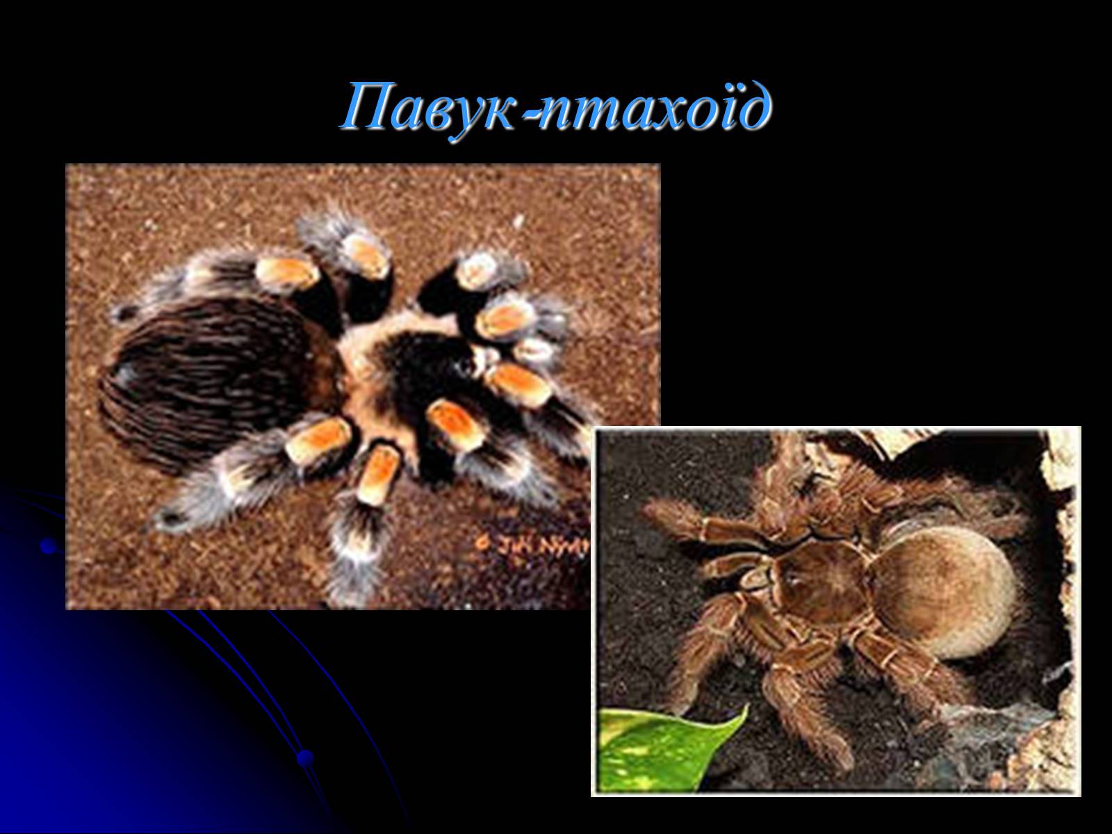 Презентація на тему «Павукоподібні (Arachnida)» - Слайд #9 Презентація на тему «Павукоподібні (Arachnida)» - Слайд #9