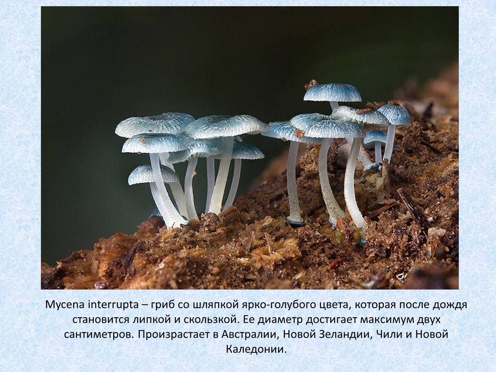 Презентація на тему «Самые красивые грибы» - Слайд #13 Презентація на тему «Самые красивые грибы» - Слайд #13