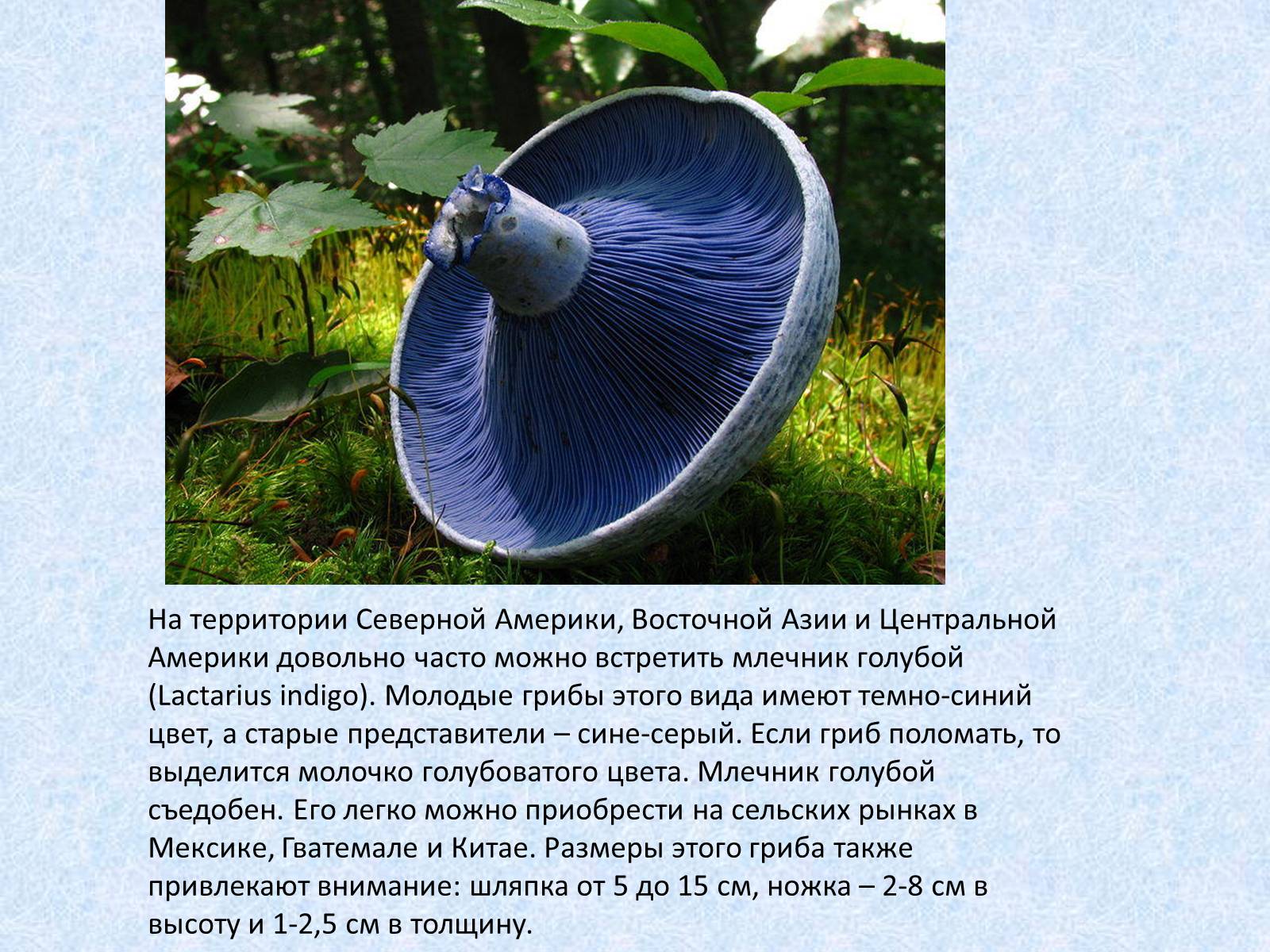 Презентація на тему «Самые красивые грибы» - Слайд #2 Презентація на тему «Самые красивые грибы» - Слайд #2