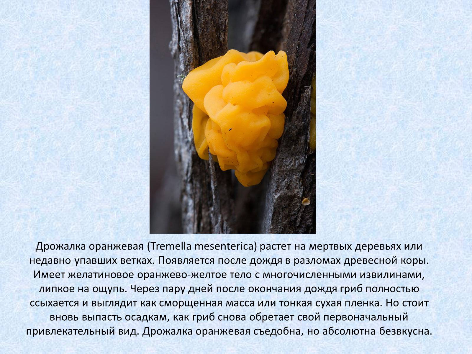 Презентація на тему «Самые красивые грибы» - Слайд #4 Презентація на тему «Самые красивые грибы» - Слайд #4
