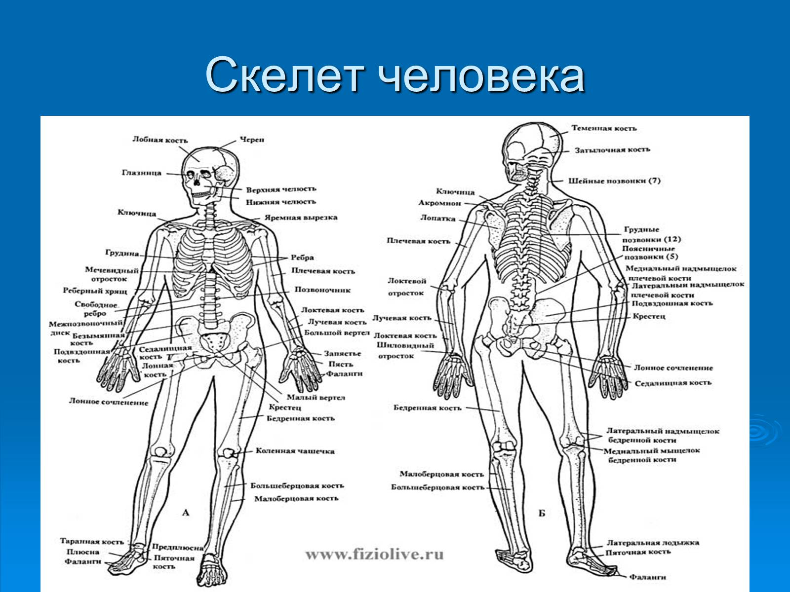 Презентація на тему «Анатомическое отличие скелетов мужчин и женщин» - Слайд #3 Презентація на тему «Анатомическое отличие скелетов мужчин и женщин» - Слайд #3