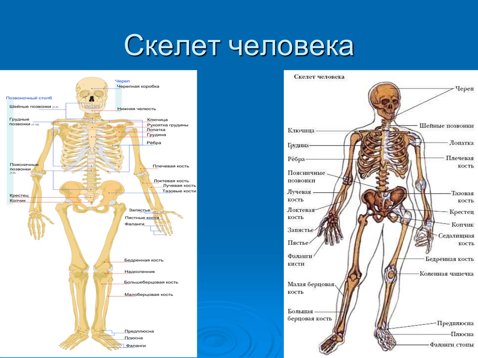 Презентація на тему «Анатомическое отличие скелетов мужчин и женщин» - Слайд #4 Презентація на тему «Анатомическое отличие скелетов мужчин и женщин» - Слайд #4
