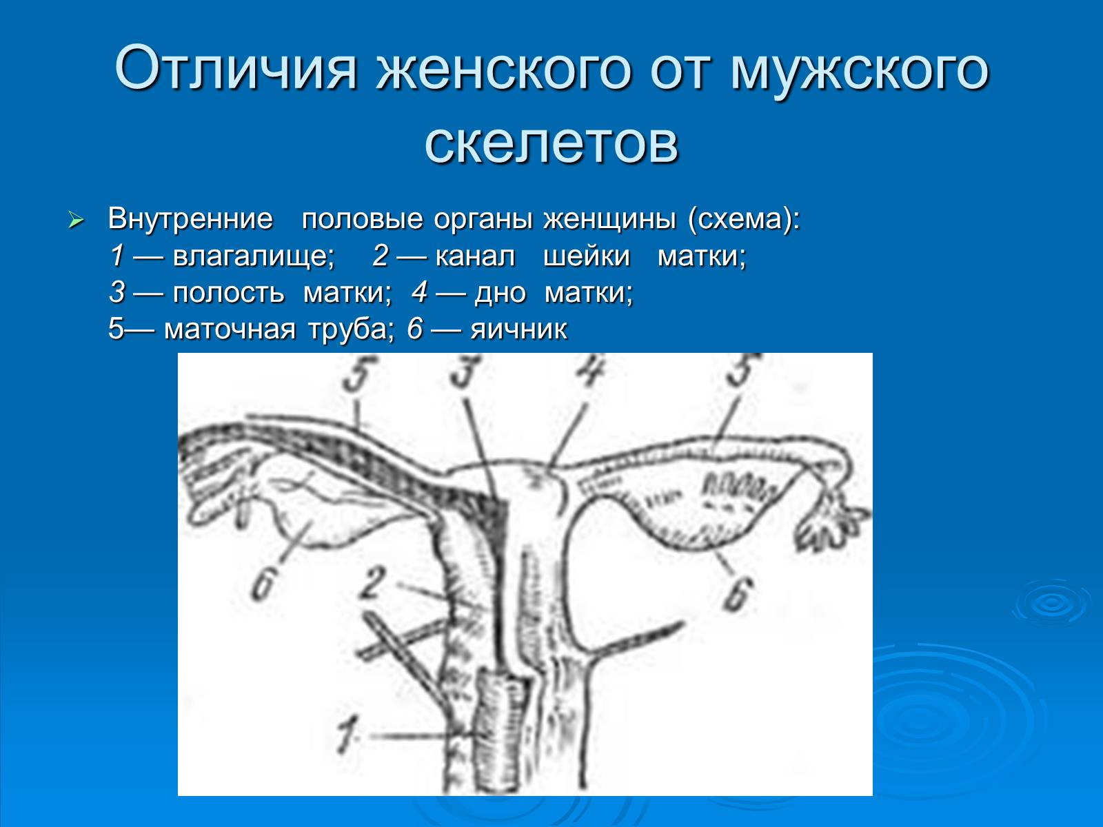 Презентація на тему «Анатомическое отличие скелетов мужчин и женщин» - Слайд #8 Презентація на тему «Анатомическое отличие скелетов мужчин и женщин» - Слайд #8