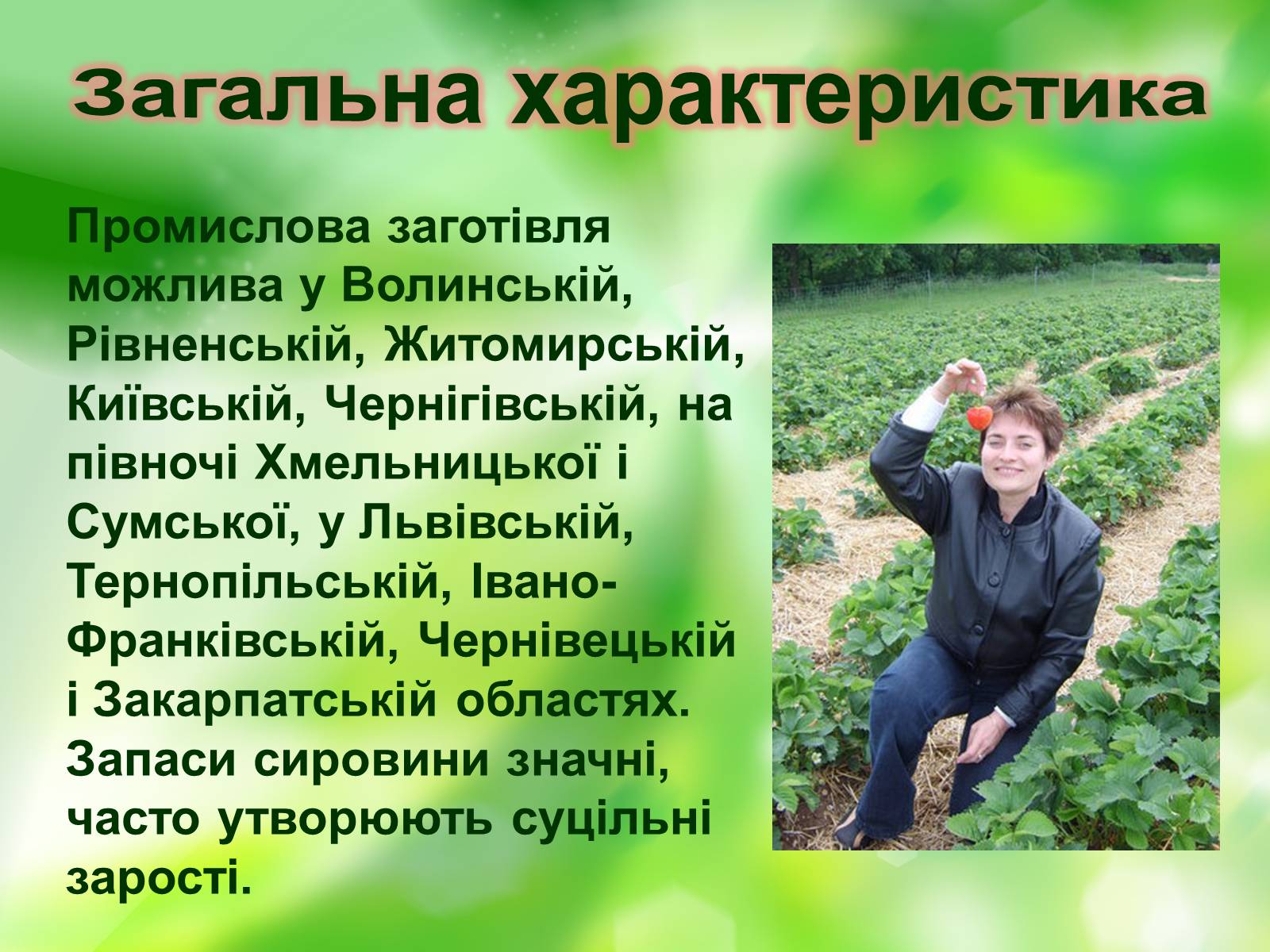 Презентація на тему «Суниці» - Слайд #13 Презентація на тему «Суниці» - Слайд #13