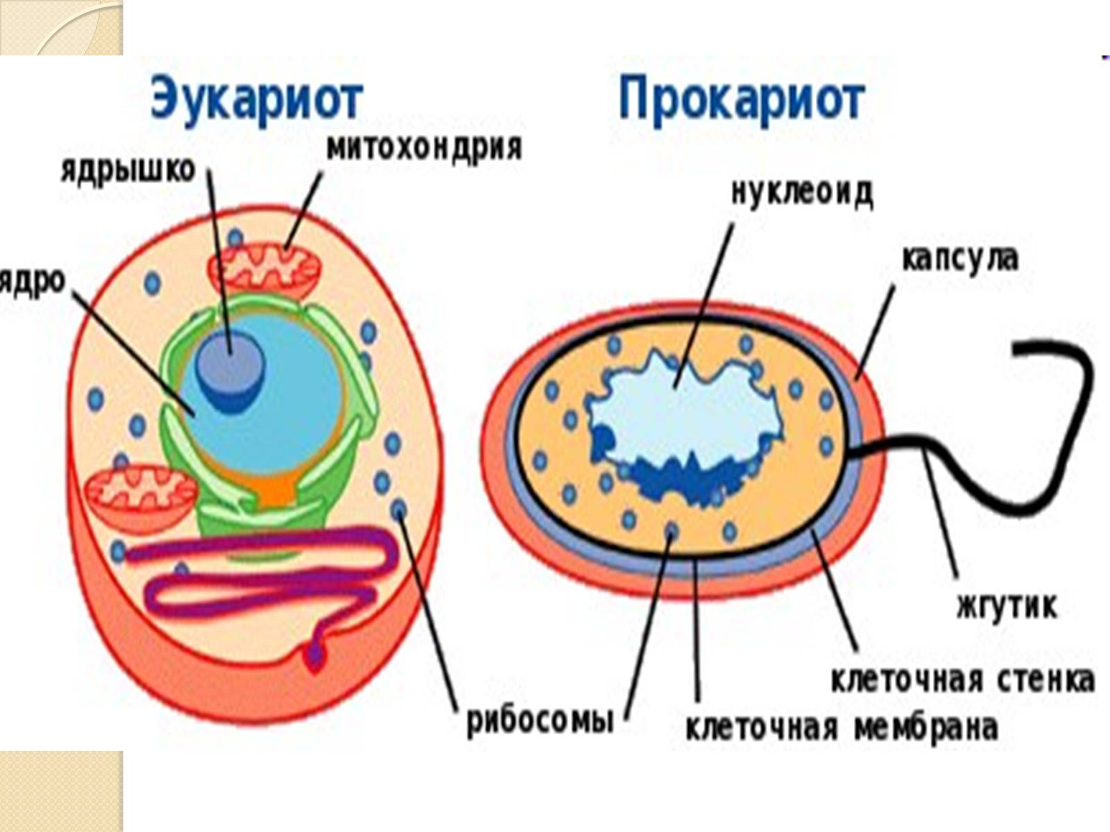 Презентація на тему «Основні закономірності функціонування генів у про – та еукаріотів» (варіант 4) - Слайд #11 Презентація на тему «Основні закономірності функціонування генів у про – та еукаріотів» (варіант 4) - Слайд #11