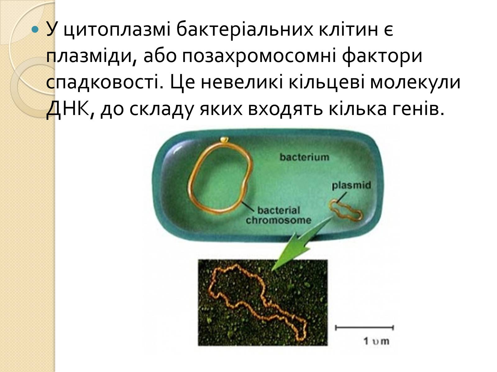 Презентація на тему «Основні закономірності функціонування генів у про – та еукаріотів» (варіант 4) - Слайд #7 Презентація на тему «Основні закономірності функціонування генів у про – та еукаріотів» (варіант 4) - Слайд #7