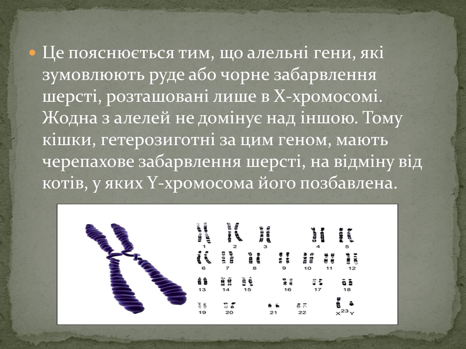 Презентація на тему «Визначення статі різних організмів» - Слайд #10 Презентація на тему «Визначення статі різних організмів» - Слайд #10