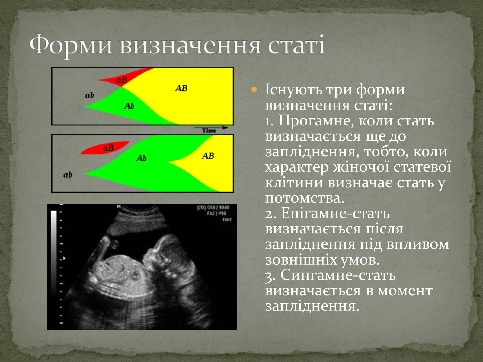 Презентація на тему «Визначення статі різних організмів» - Слайд #13 Презентація на тему «Визначення статі різних організмів» - Слайд #13