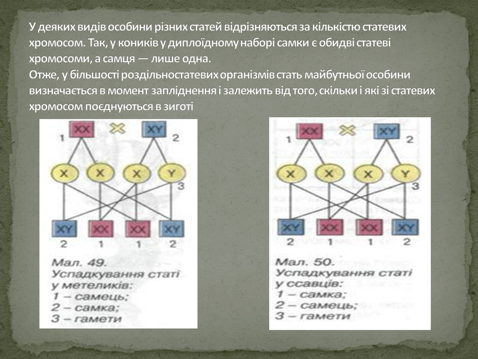 Презентація на тему «Визначення статі різних організмів» - Слайд #5 Презентація на тему «Визначення статі різних організмів» - Слайд #5
