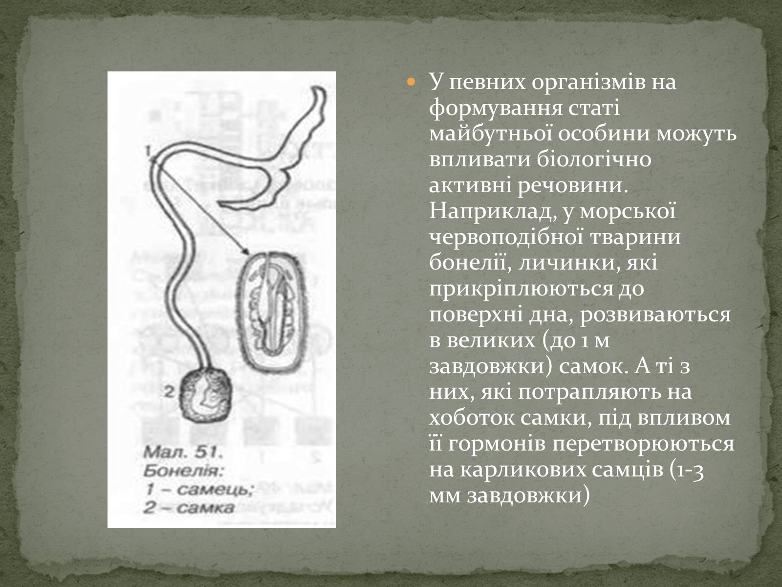 Презентація на тему «Визначення статі різних організмів» - Слайд #7 Презентація на тему «Визначення статі різних організмів» - Слайд #7