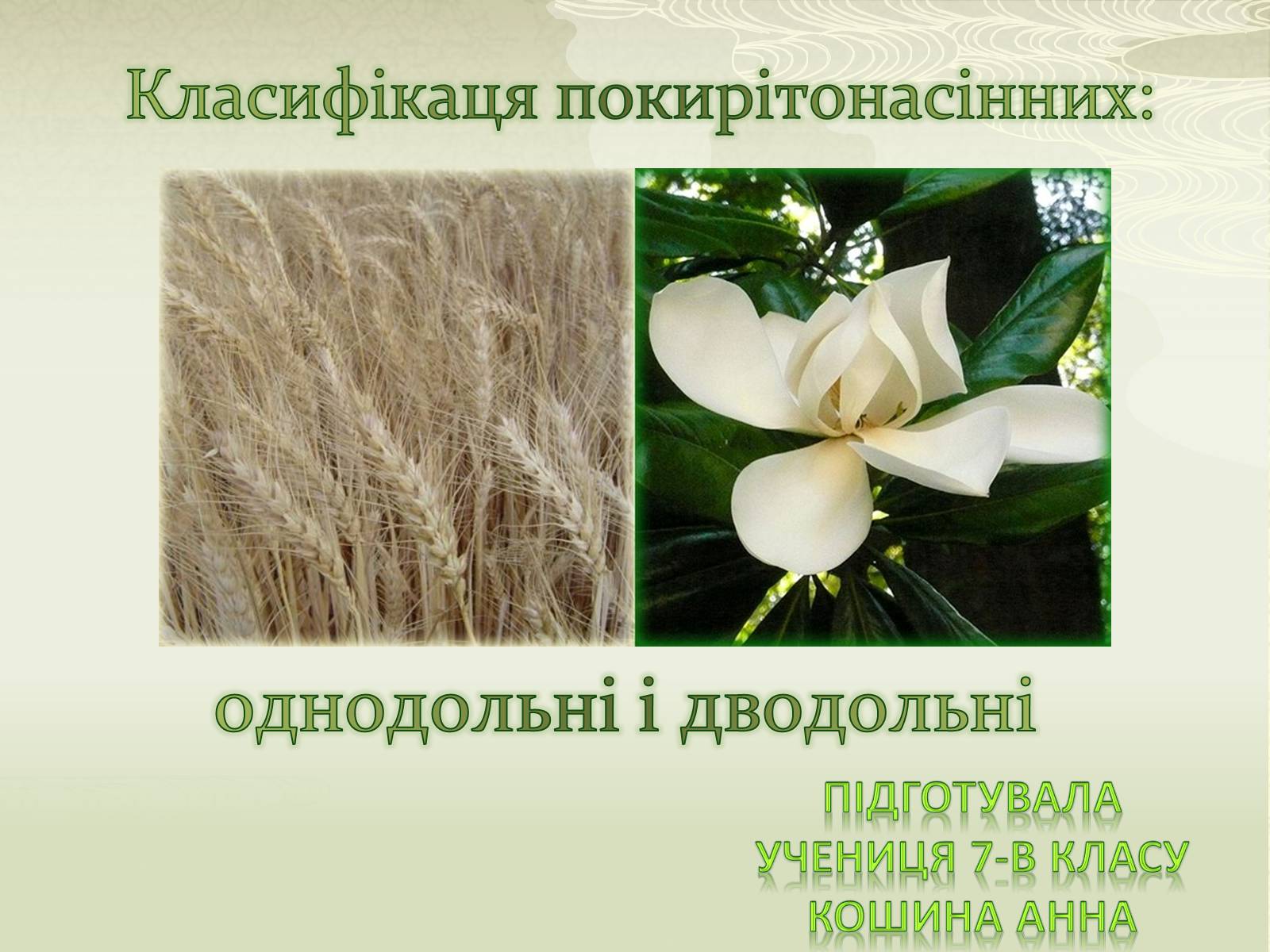Презентація на тему «Класифікаця покирітонасінних» - Слайд #1 Презентація на тему «Класифікаця покирітонасінних» - Слайд #1