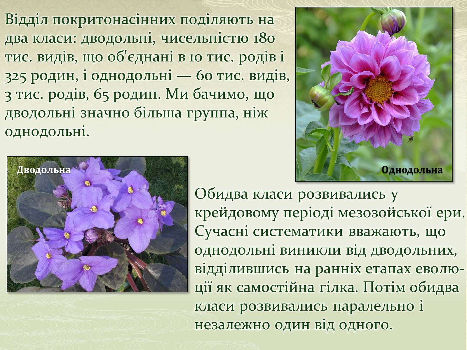 Презентація на тему «Класифікаця покирітонасінних» - Слайд #2 Презентація на тему «Класифікаця покирітонасінних» - Слайд #2