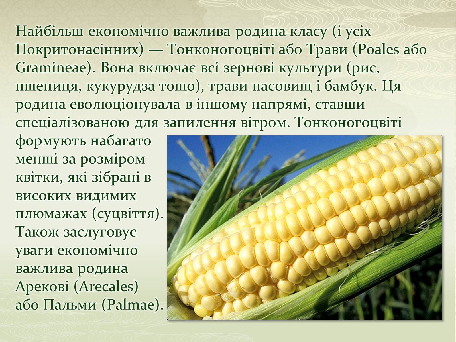 Презентація на тему «Класифікаця покирітонасінних» - Слайд #4 Презентація на тему «Класифікаця покирітонасінних» - Слайд #4