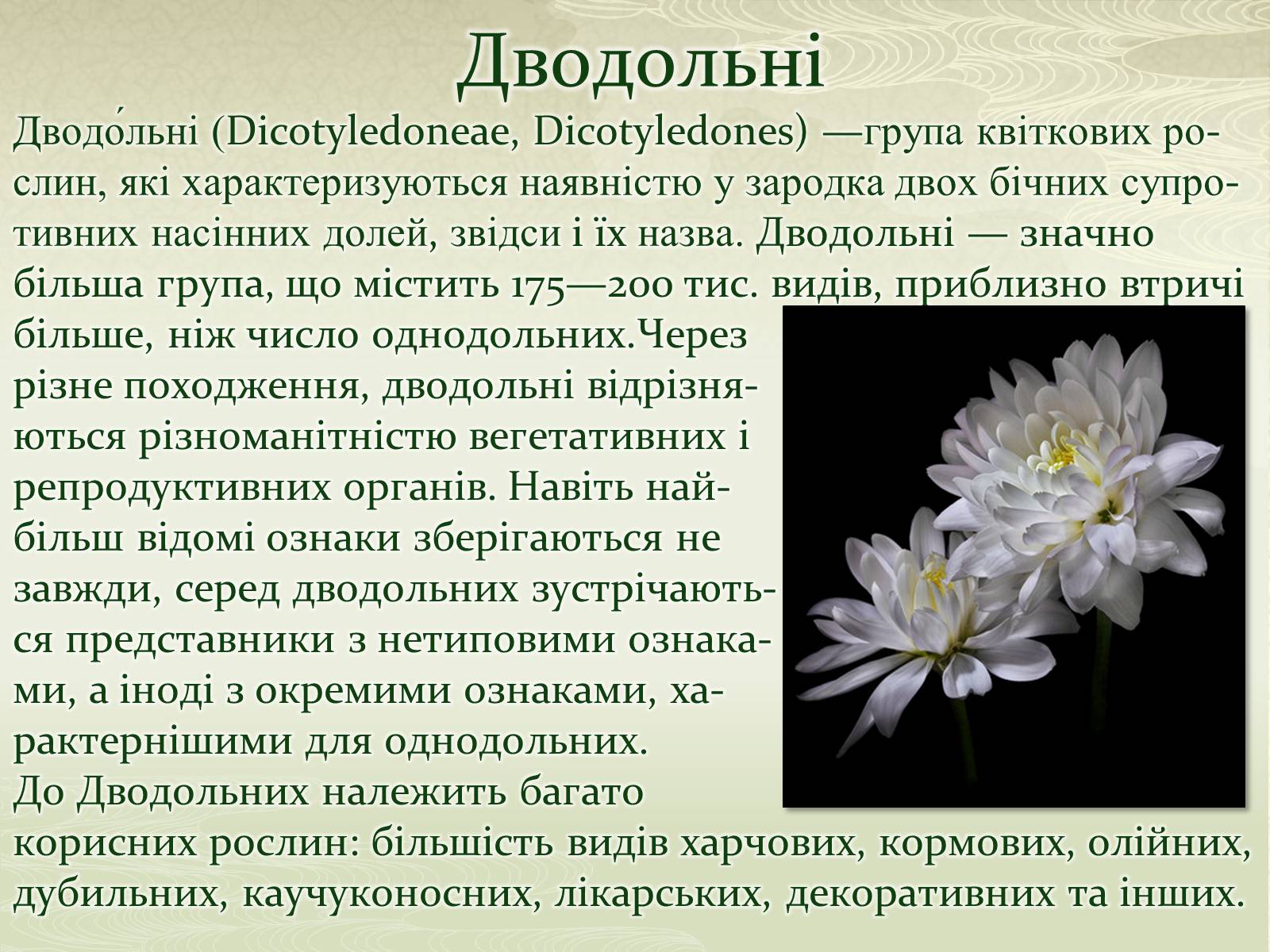 Презентація на тему «Класифікаця покирітонасінних» - Слайд #5 Презентація на тему «Класифікаця покирітонасінних» - Слайд #5