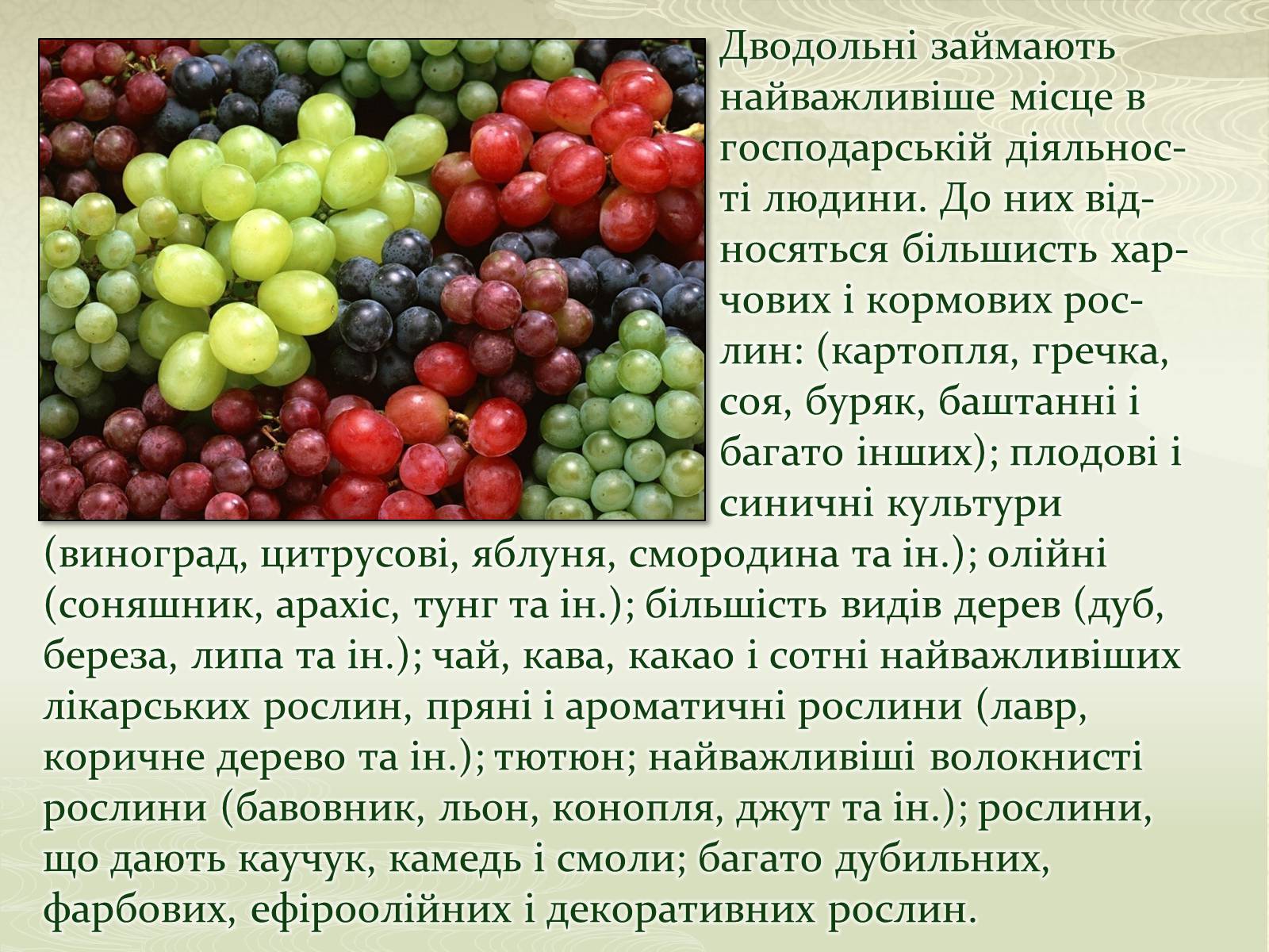 Презентація на тему «Класифікаця покирітонасінних» - Слайд #6 Презентація на тему «Класифікаця покирітонасінних» - Слайд #6