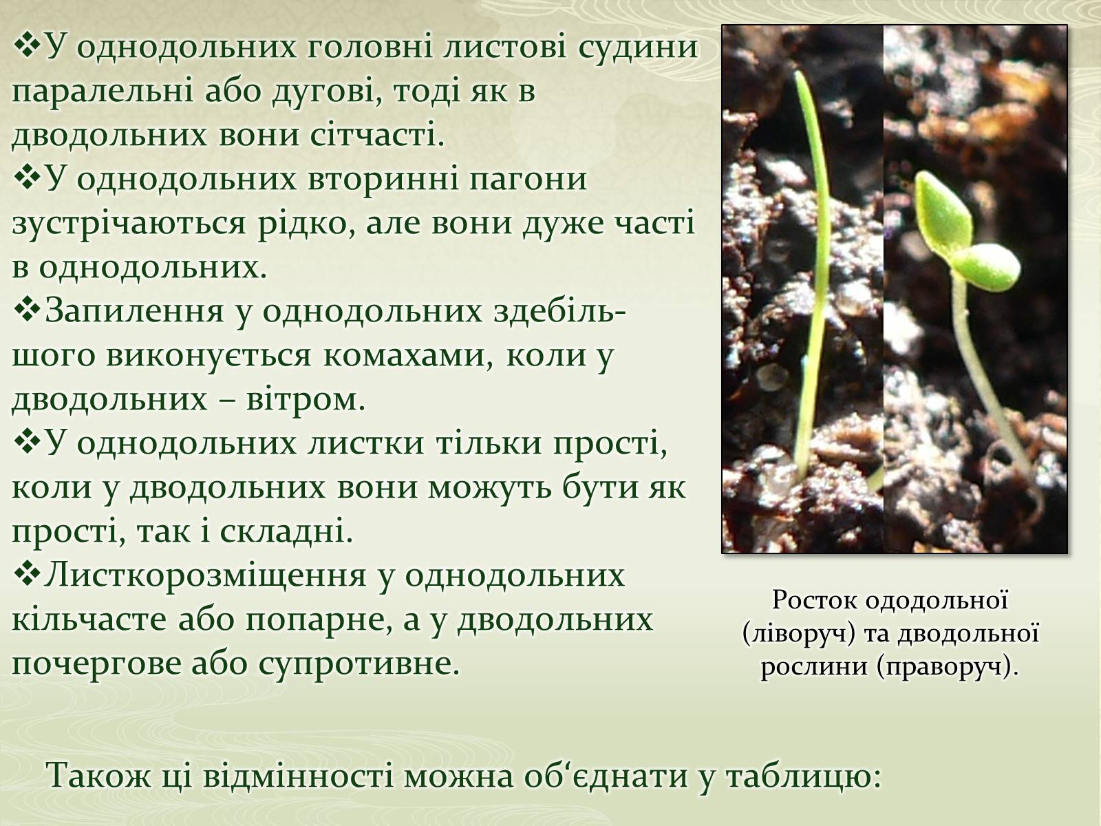 Презентація на тему «Класифікаця покирітонасінних» - Слайд #8 Презентація на тему «Класифікаця покирітонасінних» - Слайд #8