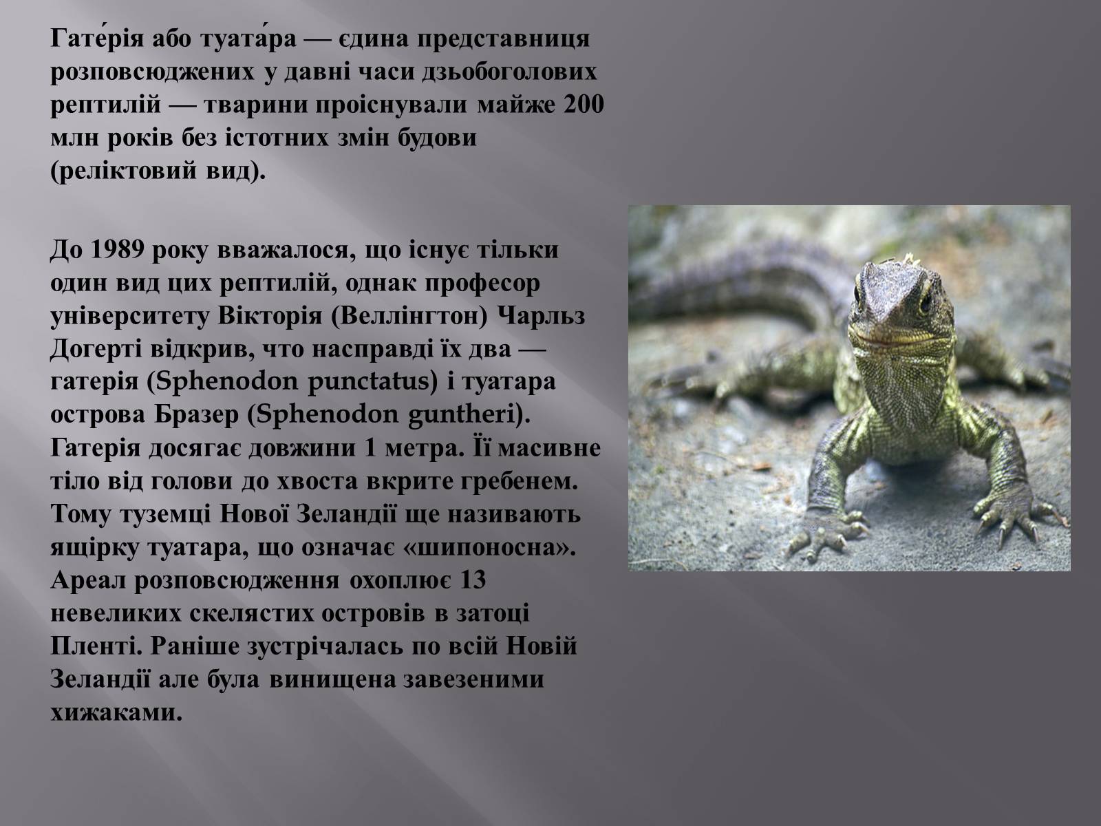 Презентація на тему «Гатерія» - Слайд #2 Презентація на тему «Гатерія» - Слайд #2