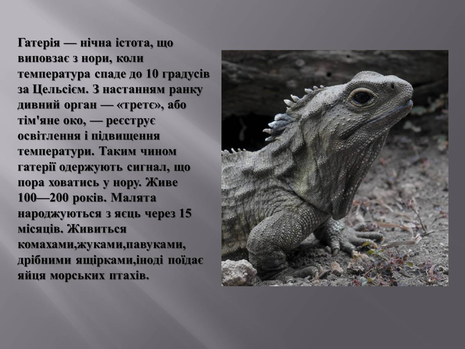 Презентація на тему «Гатерія» - Слайд #3 Презентація на тему «Гатерія» - Слайд #3