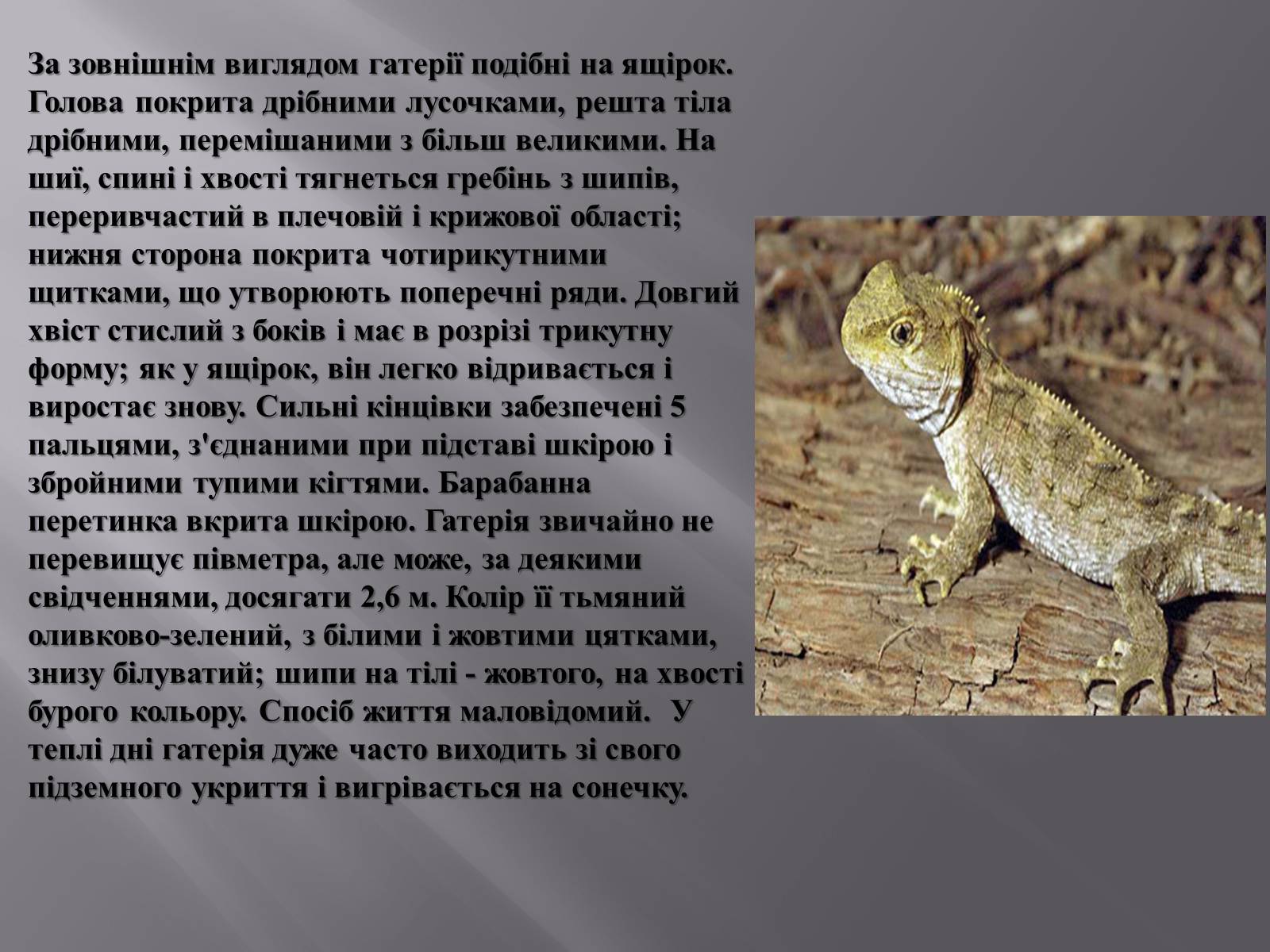 Презентація на тему «Гатерія» - Слайд #4 Презентація на тему «Гатерія» - Слайд #4