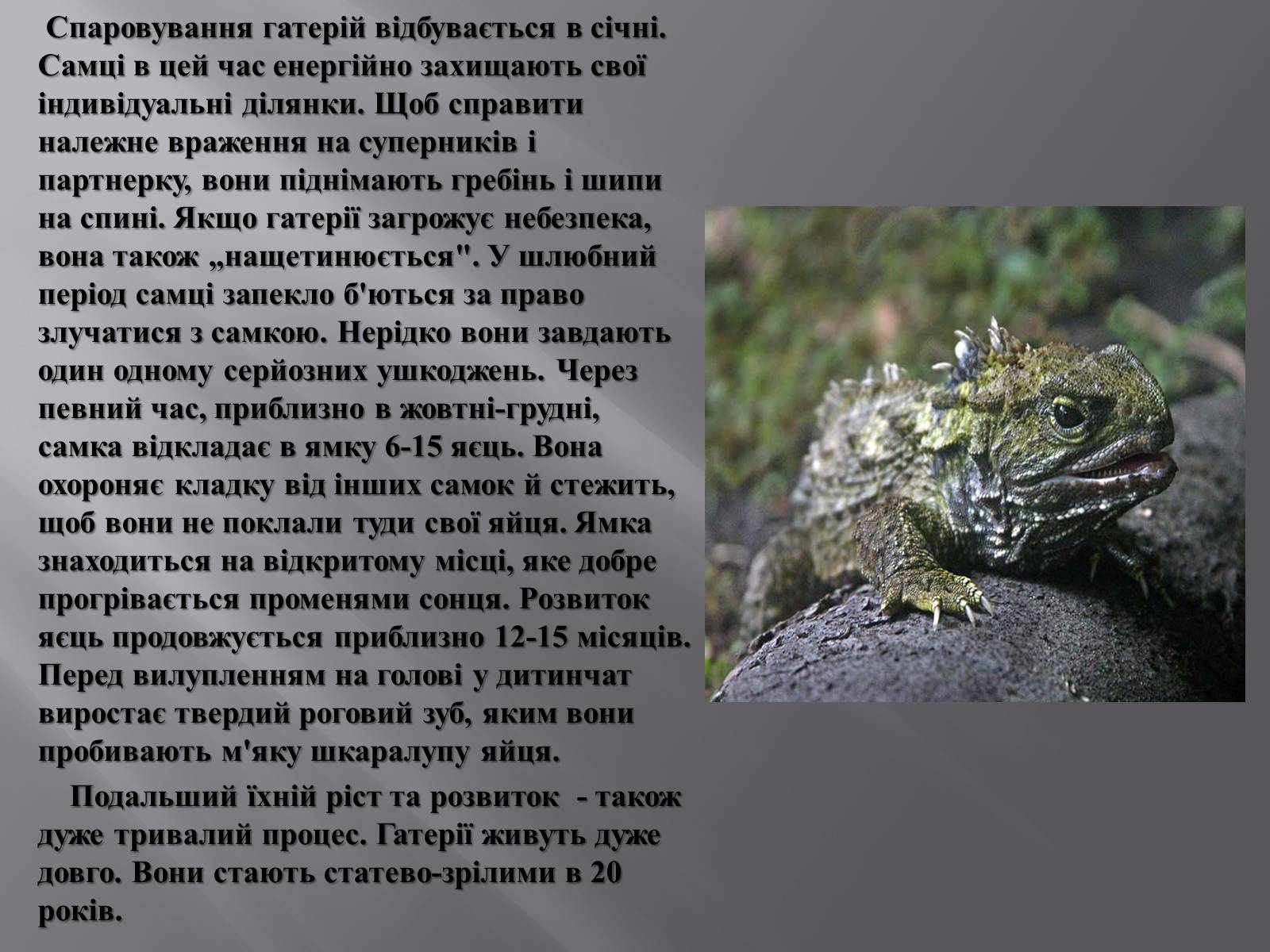 Презентація на тему «Гатерія» - Слайд #5 Презентація на тему «Гатерія» - Слайд #5
