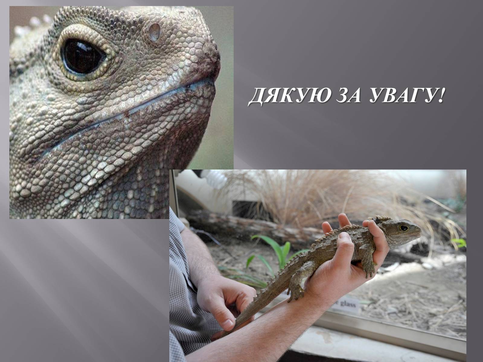 Презентація на тему «Гатерія» - Слайд #9 Презентація на тему «Гатерія» - Слайд #9