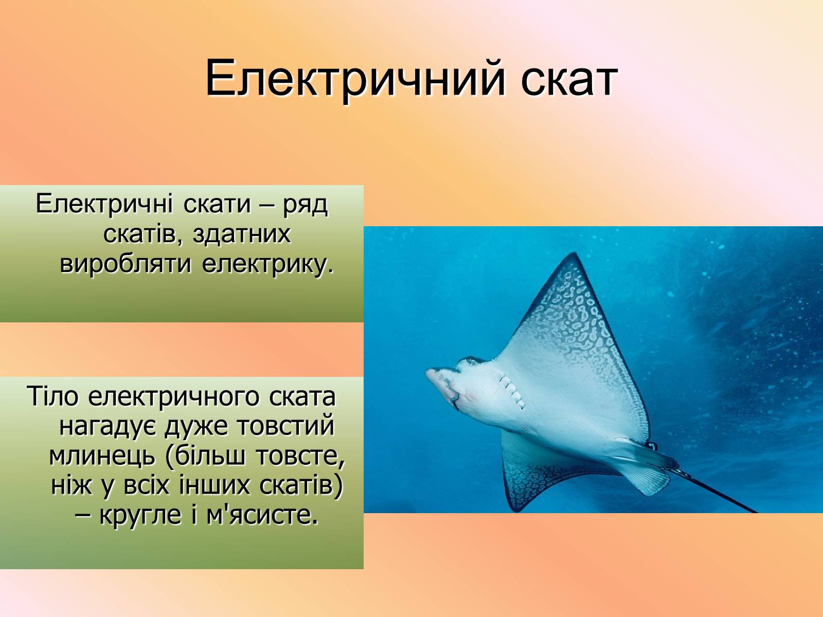 Презентація на тему «Cкати» - Слайд #12 Презентація на тему «Cкати» - Слайд #12