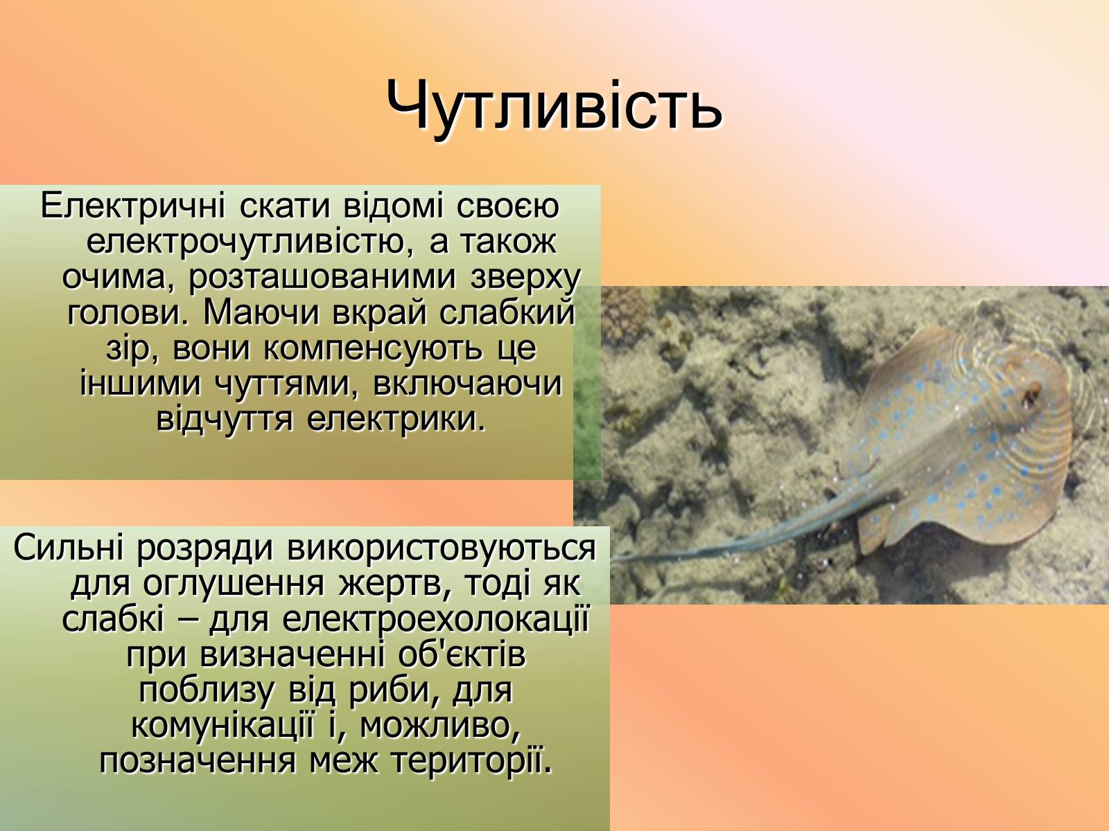 Презентація на тему «Cкати» - Слайд #16 Презентація на тему «Cкати» - Слайд #16