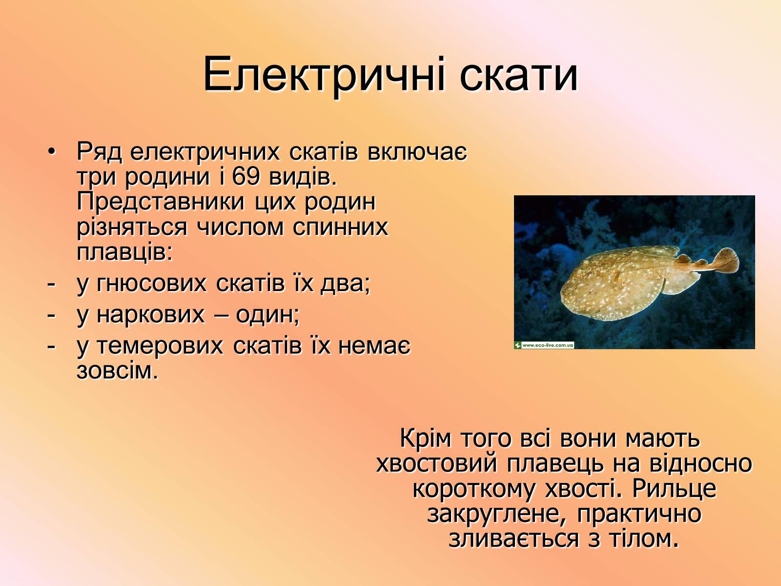 Презентація на тему «Cкати» - Слайд #17 Презентація на тему «Cкати» - Слайд #17