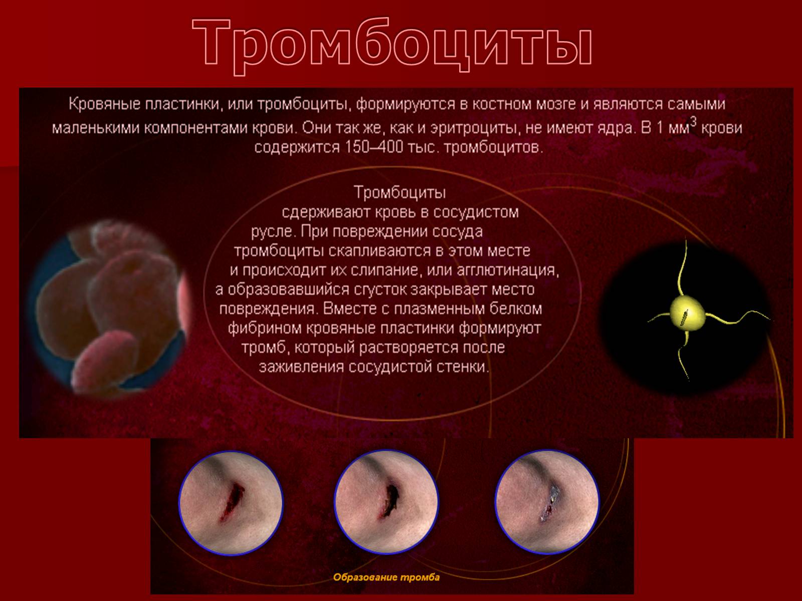 Презентація на тему «Кровь» - Слайд #11 Презентація на тему «Кровь» - Слайд #11