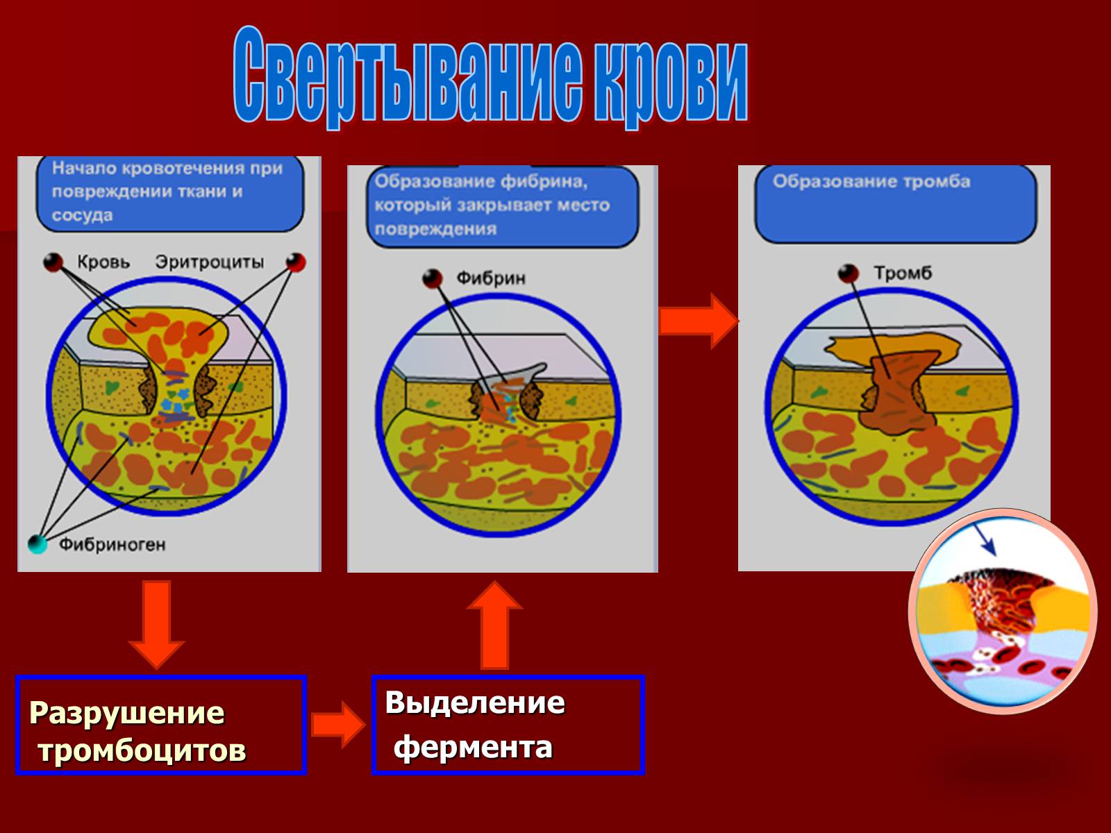 Презентація на тему «Кровь» - Слайд #12 Презентація на тему «Кровь» - Слайд #12
