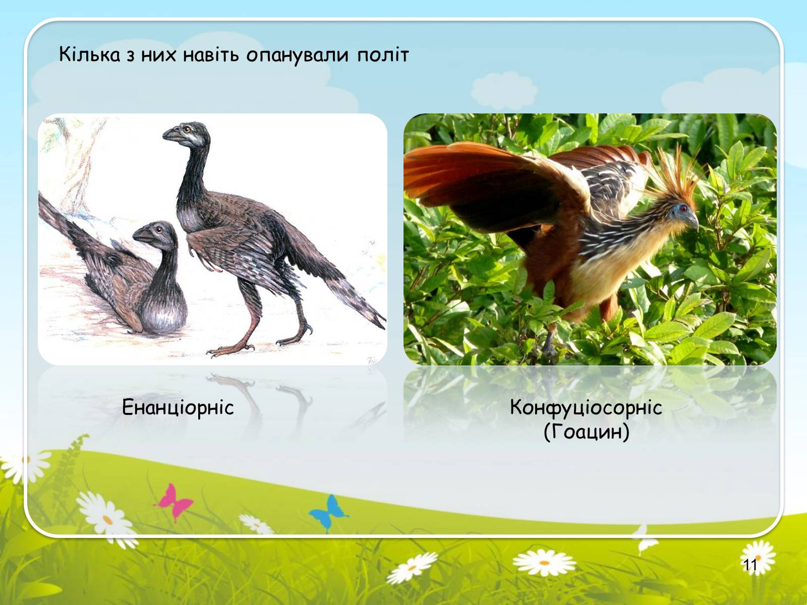 Презентація на тему «Макроеволюційний процес. Закони еволюційного процесу» - Слайд #11 Презентація на тему «Макроеволюційний процес. Закони еволюційного процесу» - Слайд #11