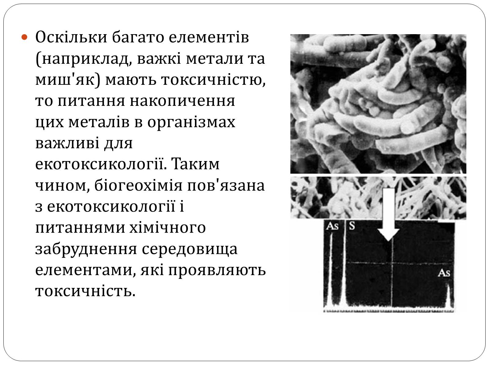 Презентація на тему «Біогеохімія» - Слайд #5 Презентація на тему «Біогеохімія» - Слайд #5