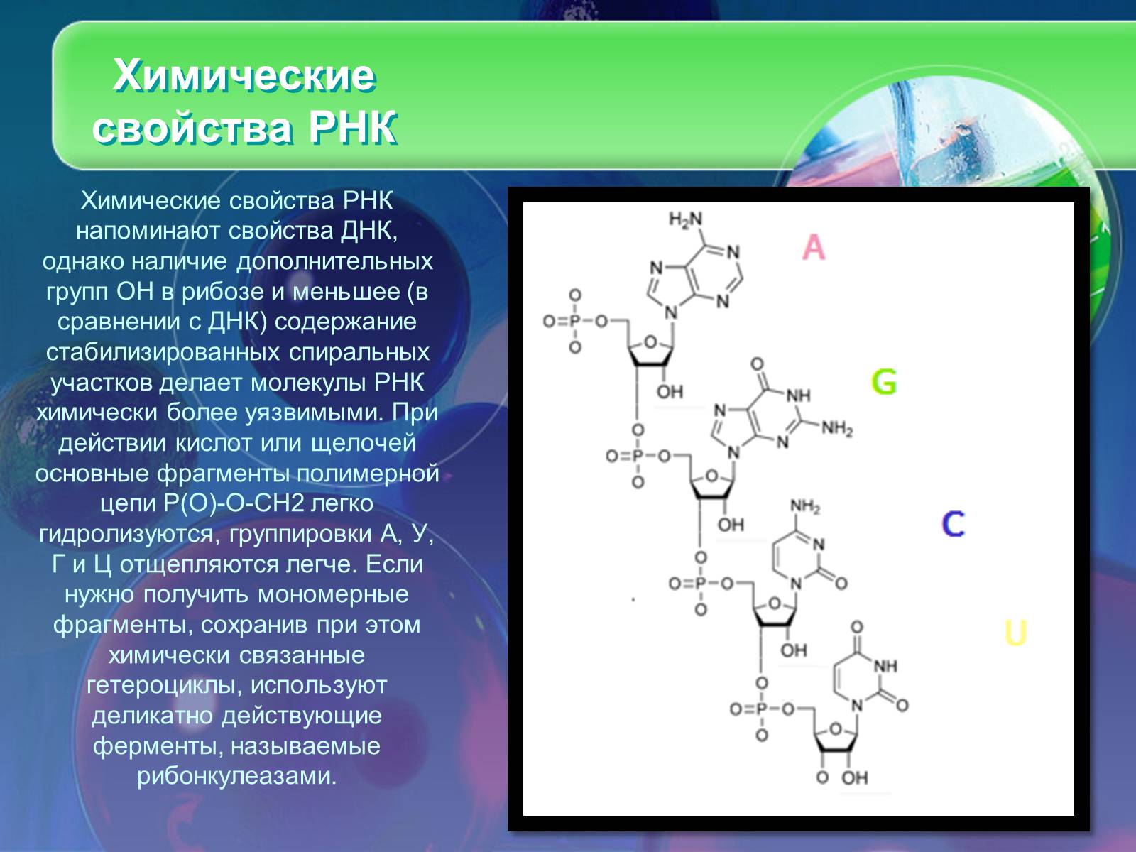 Презентація на тему «Нуклеїнові кислоти» (варіант 8) - Слайд #13 Презентація на тему «Нуклеїнові кислоти» (варіант 8) - Слайд #13