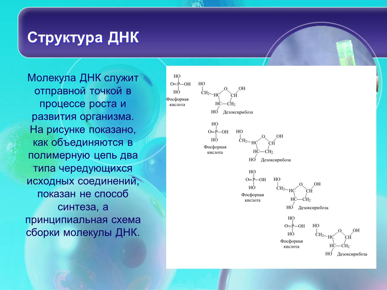 Презентація на тему «Нуклеїнові кислоти» (варіант 8) - Слайд #6 Презентація на тему «Нуклеїнові кислоти» (варіант 8) - Слайд #6