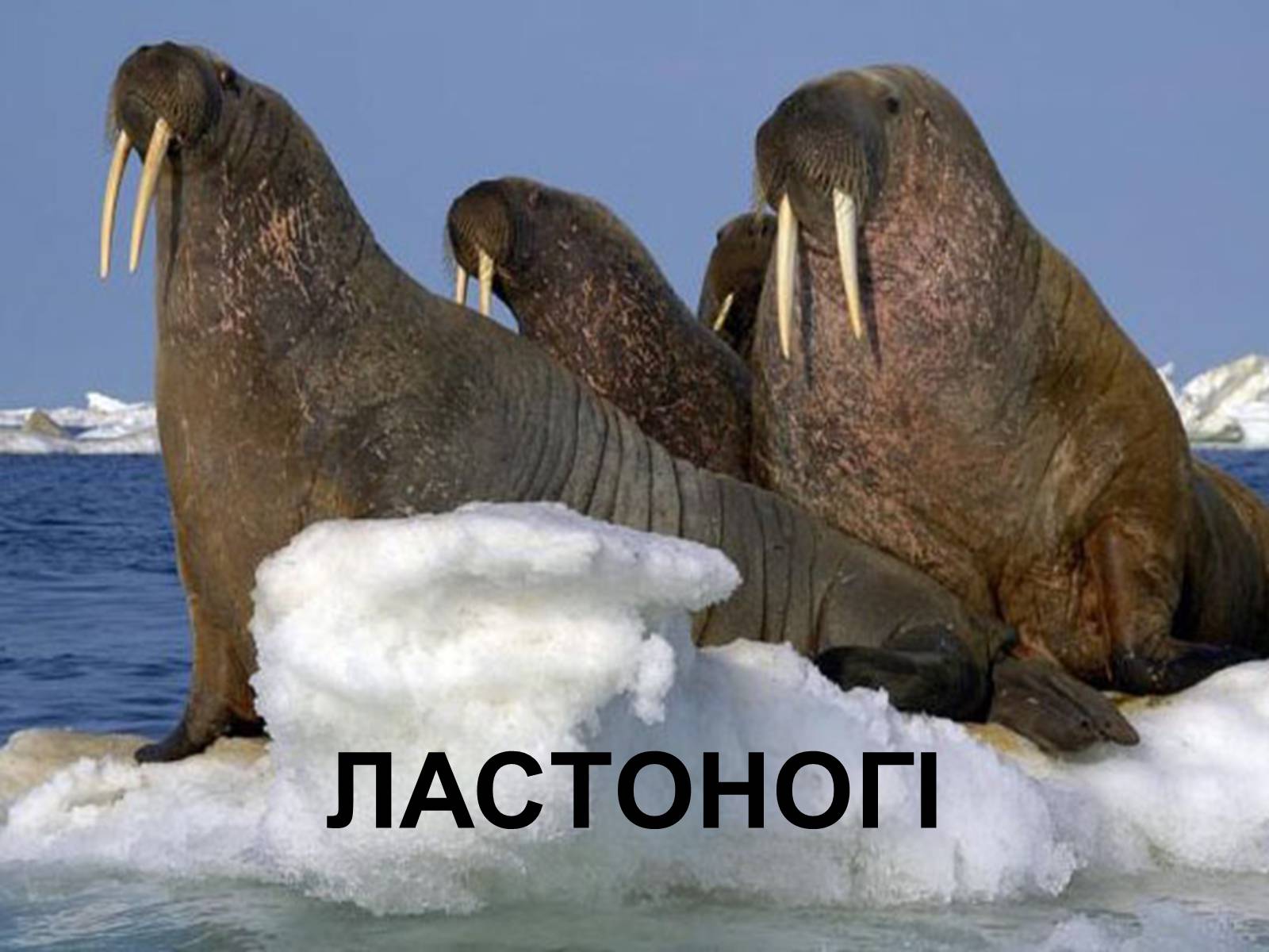 Презентація на тему «Ластоногі» - Слайд #1 Презентація на тему «Ластоногі» - Слайд #1