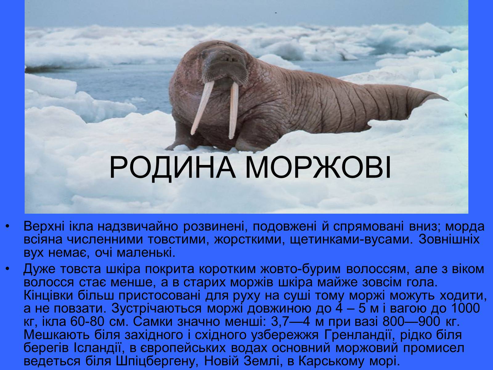 Презентація на тему «Ластоногі» - Слайд #5 Презентація на тему «Ластоногі» - Слайд #5
