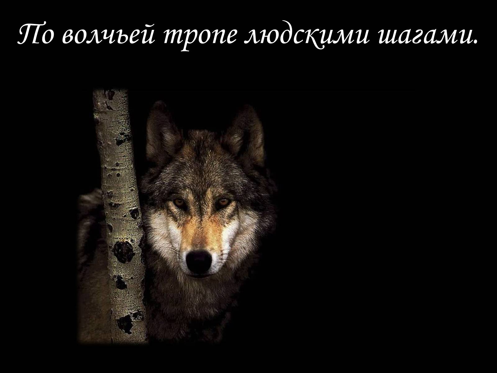 Презентація на тему «По волчьей тропе людскими шагами» - Слайд #1 Презентація на тему «По волчьей тропе людскими шагами» - Слайд #1