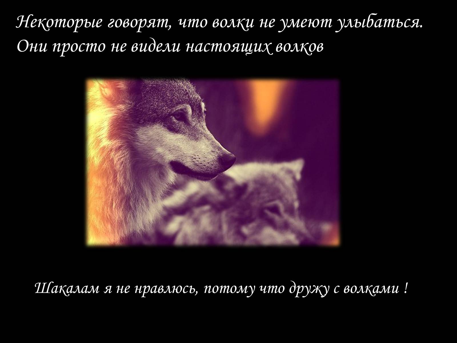 Презентація на тему «По волчьей тропе людскими шагами» - Слайд #10 Презентація на тему «По волчьей тропе людскими шагами» - Слайд #10