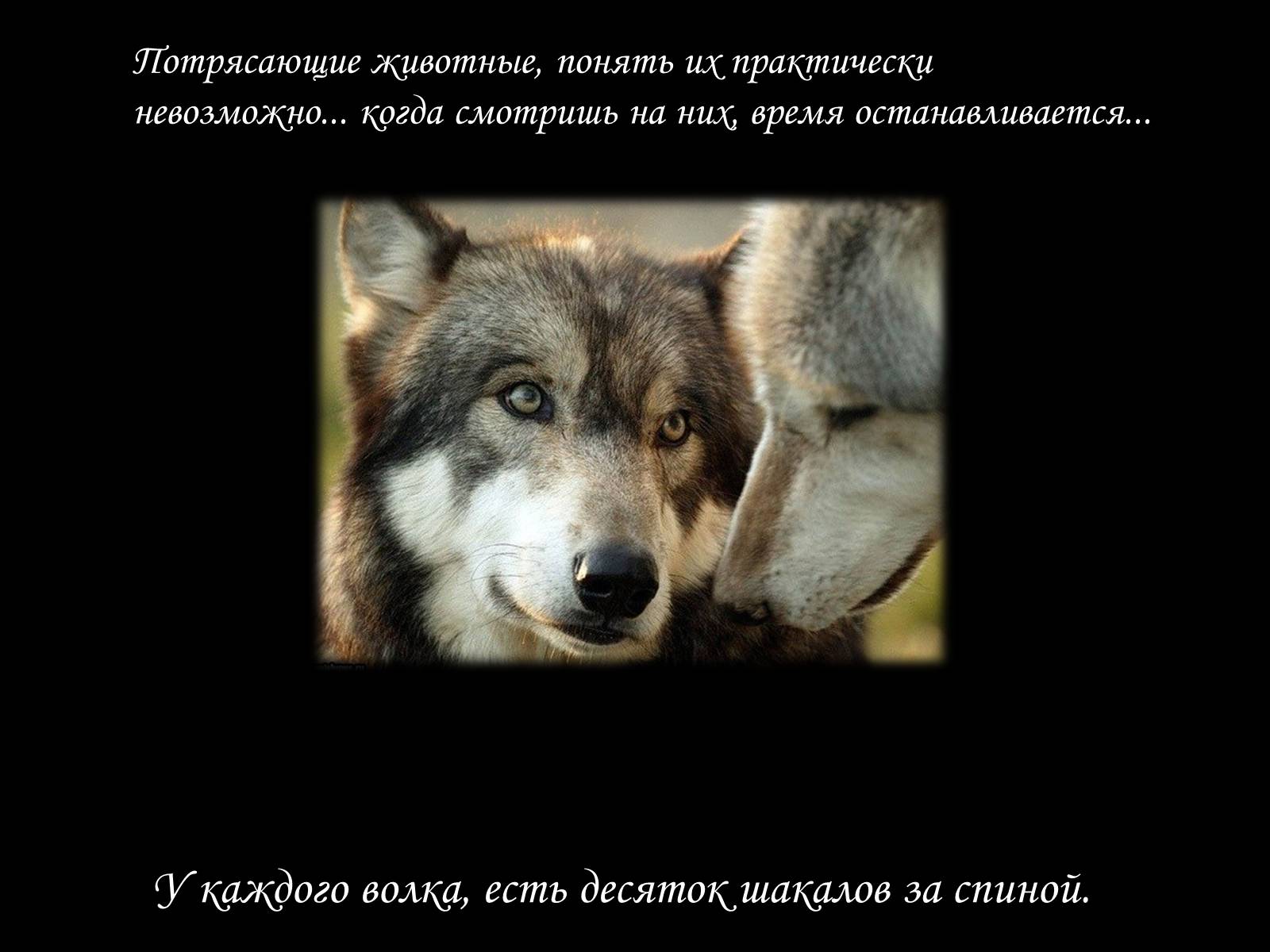 Презентація на тему «По волчьей тропе людскими шагами» - Слайд #4 Презентація на тему «По волчьей тропе людскими шагами» - Слайд #4