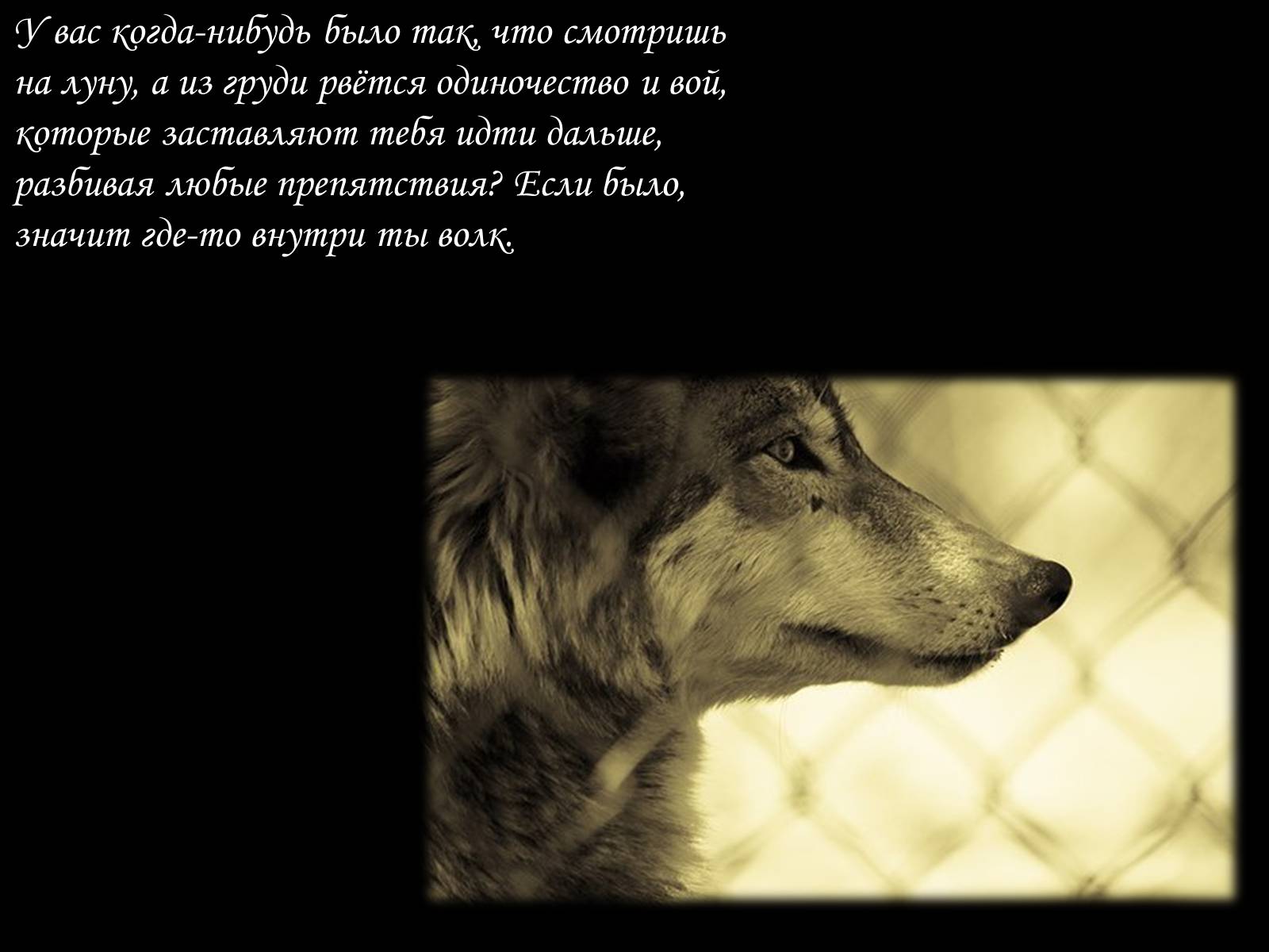 Презентація на тему «По волчьей тропе людскими шагами» - Слайд #5 Презентація на тему «По волчьей тропе людскими шагами» - Слайд #5