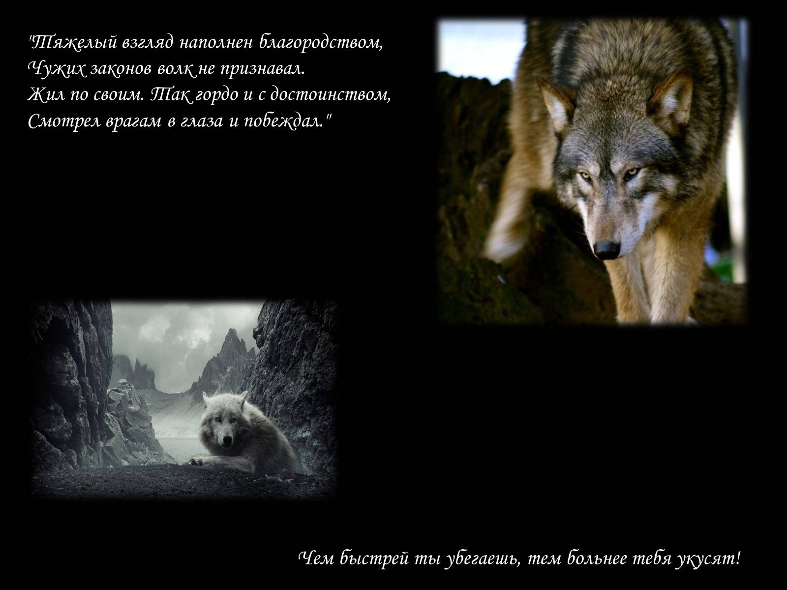 Презентація на тему «По волчьей тропе людскими шагами» - Слайд #6 Презентація на тему «По волчьей тропе людскими шагами» - Слайд #6