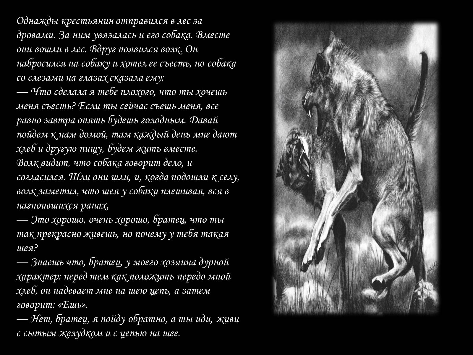 Презентація на тему «По волчьей тропе людскими шагами» - Слайд #7 Презентація на тему «По волчьей тропе людскими шагами» - Слайд #7