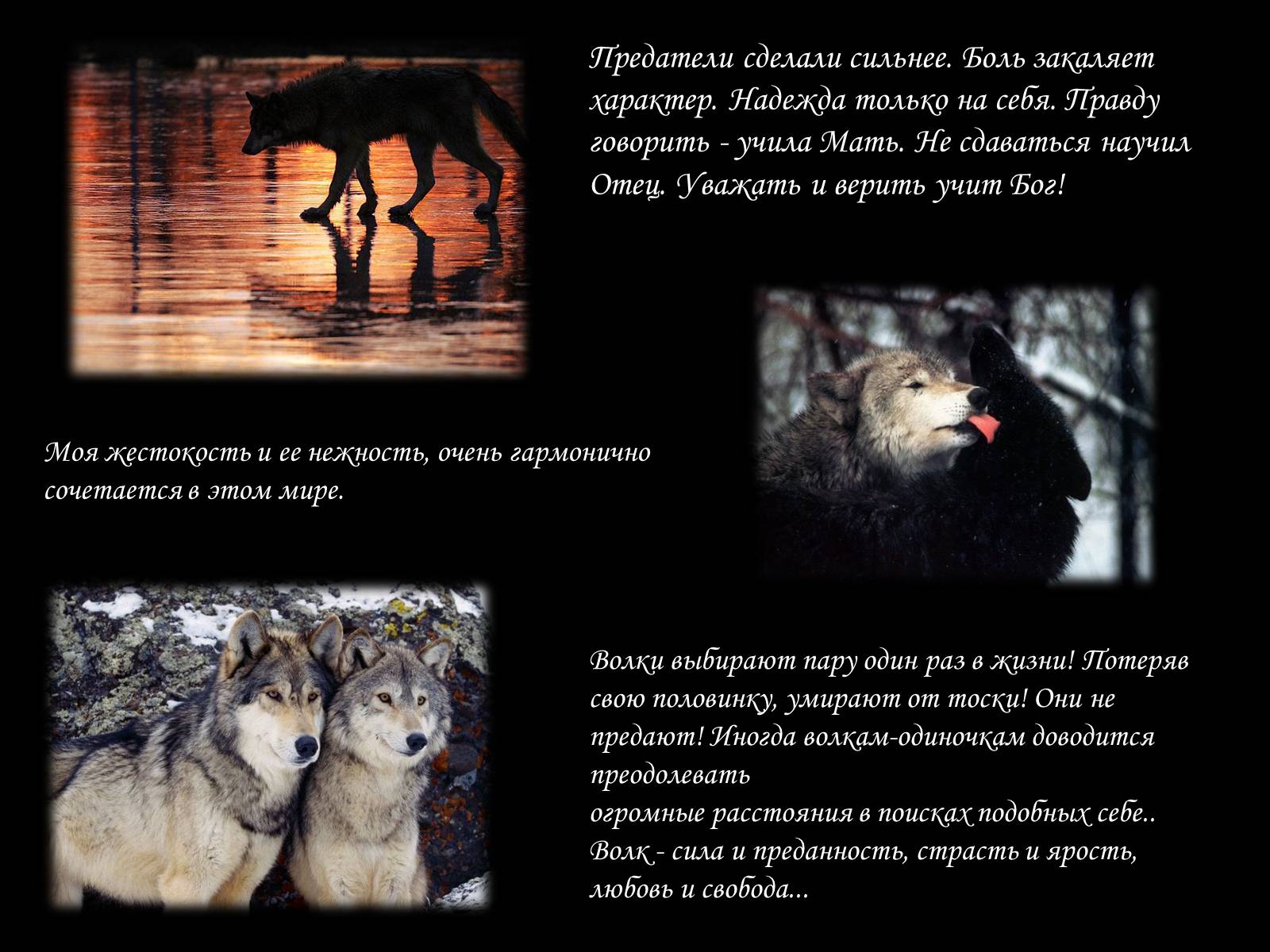 Презентація на тему «По волчьей тропе людскими шагами» - Слайд #9 Презентація на тему «По волчьей тропе людскими шагами» - Слайд #9