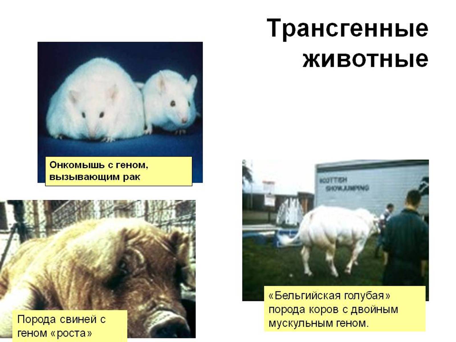 Презентація на тему «Транзгенні та химерні організми» - Слайд #12 Презентація на тему «Транзгенні та химерні організми» - Слайд #12