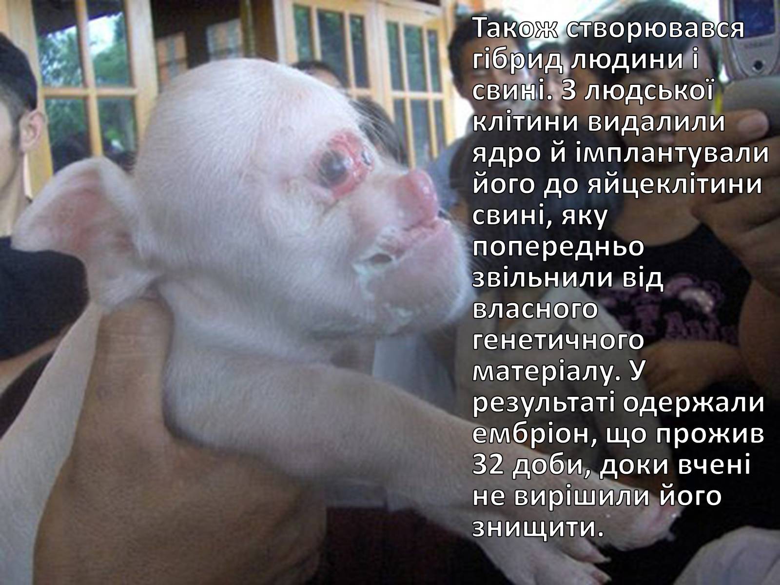 Презентація на тему «Транзгенні та химерні організми» - Слайд #6 Презентація на тему «Транзгенні та химерні організми» - Слайд #6