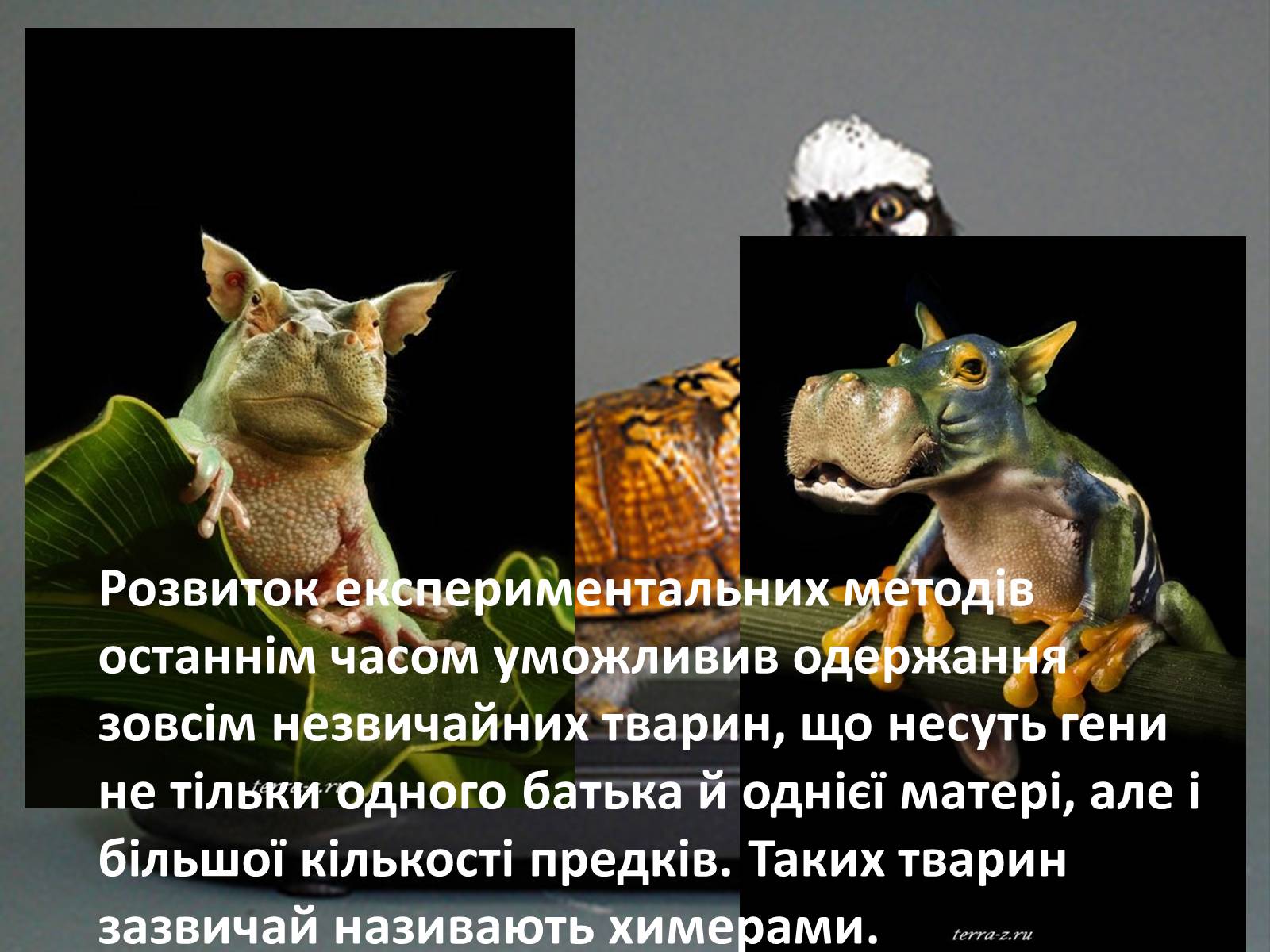 Презентація на тему «Транзгенні та химерні організми» - Слайд #9 Презентація на тему «Транзгенні та химерні організми» - Слайд #9